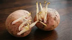 Eliminare o lasciare i germogli sulle patate da semina: la risposta semplice a una domanda che tormenta molti